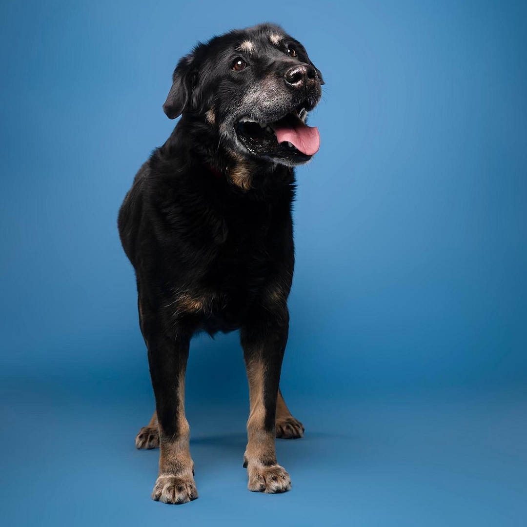 Schwarz-brauner Rüde, stehend, von vorn, Kopf und Blick nach links oben 