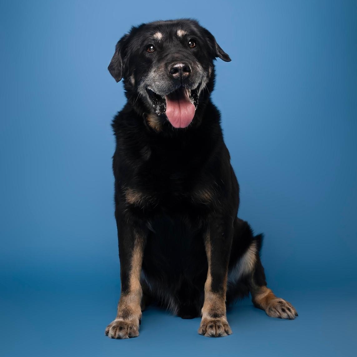 Schwarz-brauner Rüde, sitzend, von vorn, Blick in Kamera