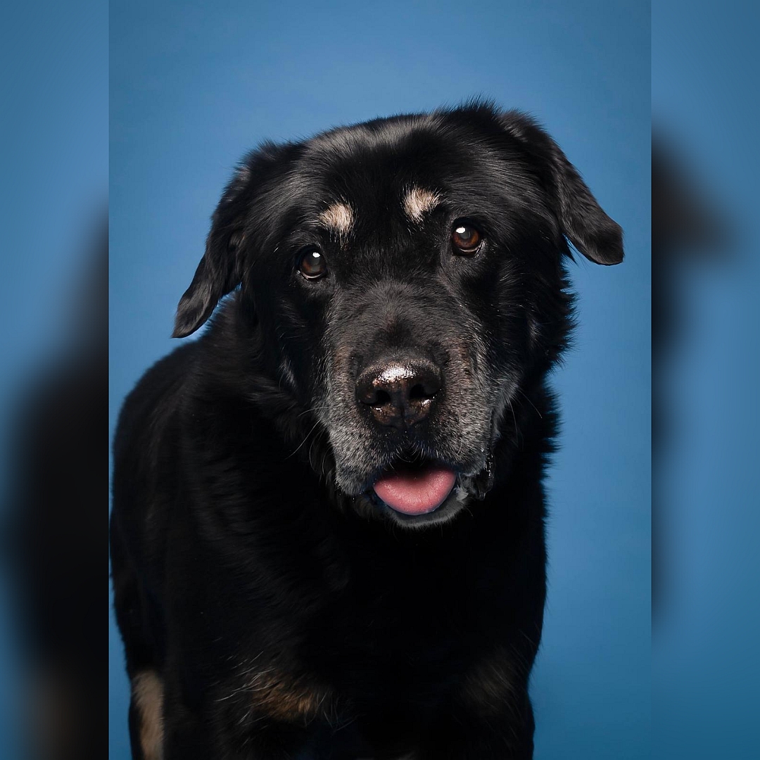 Schwarz-brauner Rüde, von vorn, Portrait, Blick in Kamera