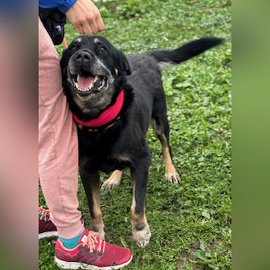 Schwarz-brauner Rüde, stehend, von vorn, Kopf und Blick in Kamera, steht vor einer Person