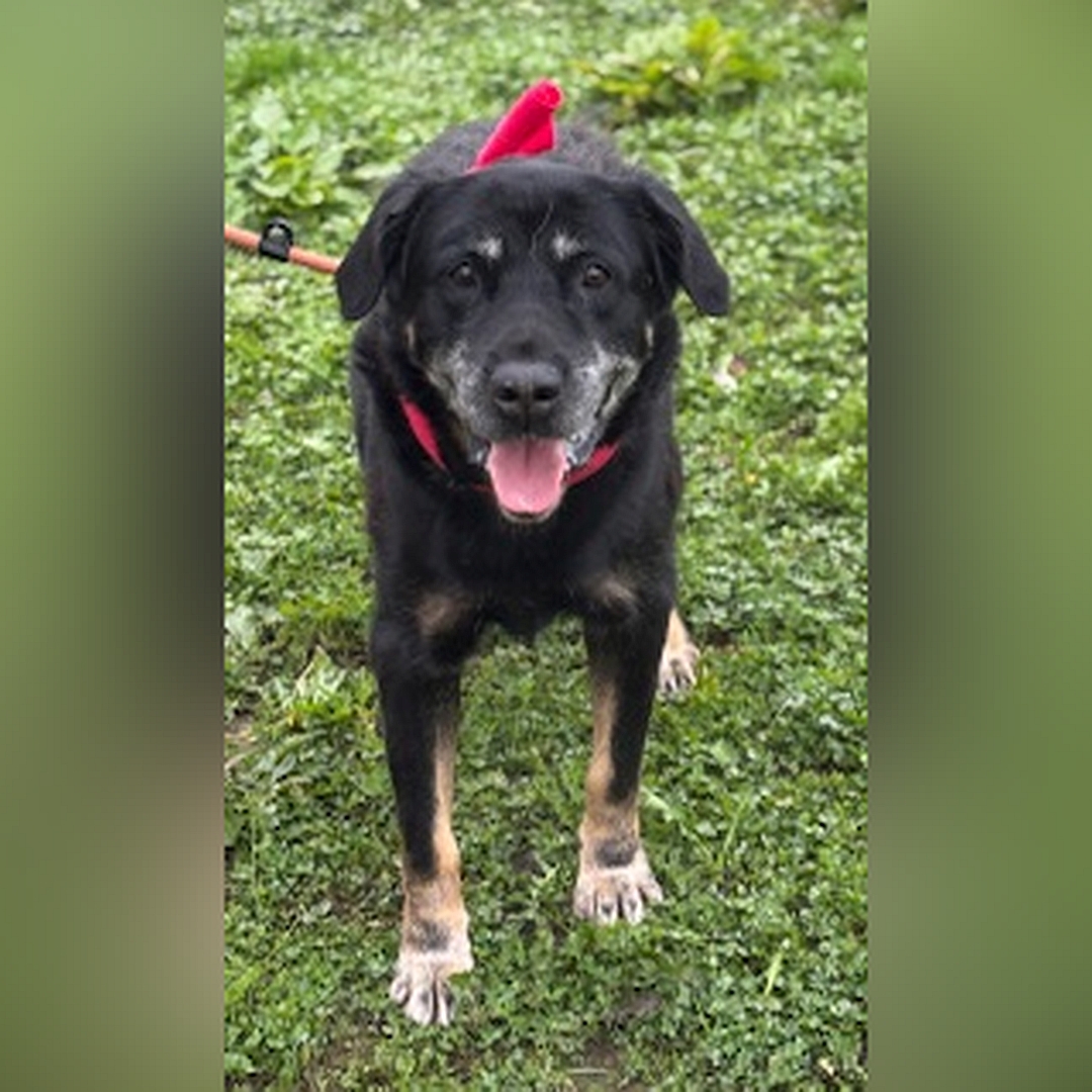 Schwarz-brauner Rüde, stehend, von vorn, Kopf und Blick in Kamera 