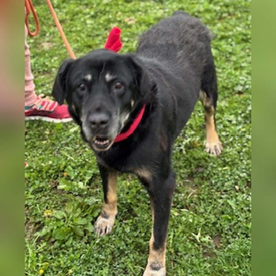 Schwarz-brauner Rüde, stehend, von vorn oben, Kopf und Blick in Kamera 