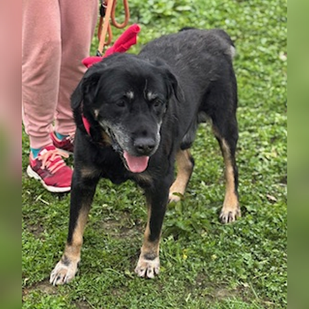 Schwarz-brauner Rüde, stehend, von eher links vorn, Kopf und Blick geradeaus