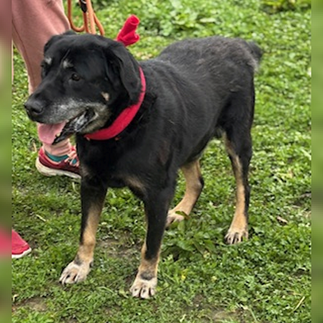 Schwarz-brauner Rüde, stehend, von eher links vorn, Kopf und Blick geradeaus