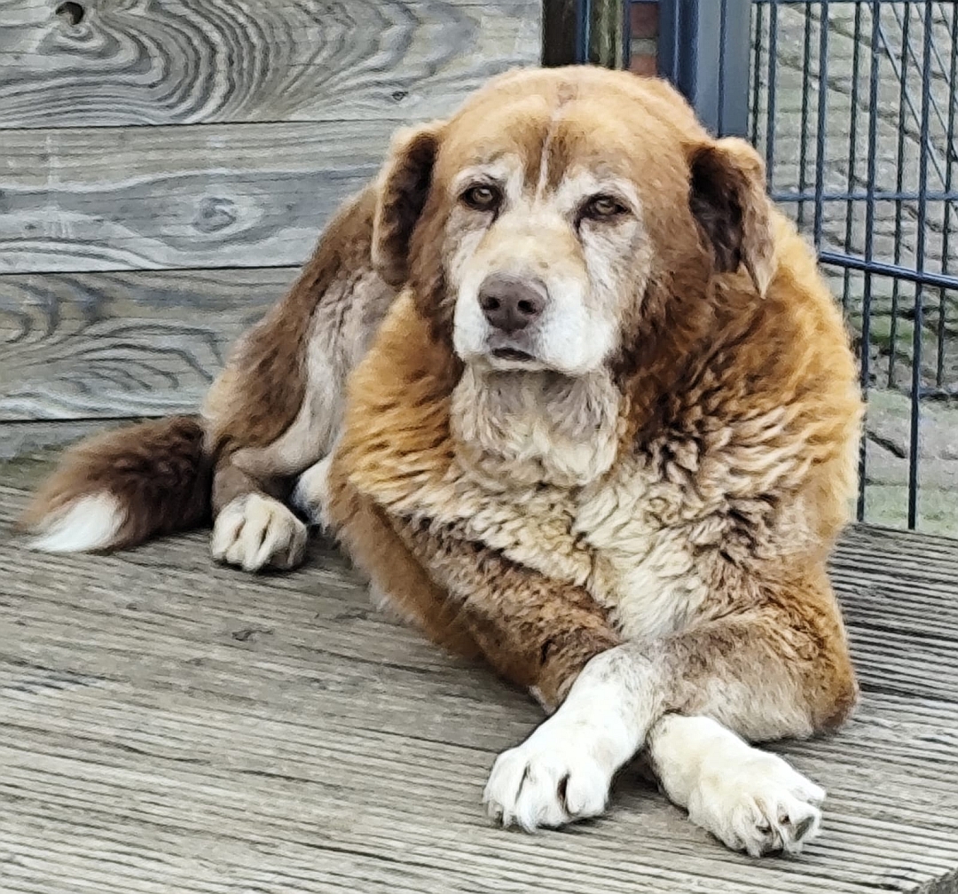 Großer, braun-beiger Rüde, liegend, von vorn, Pfoten überkreuzt, Kopf und Blick  in Kamera