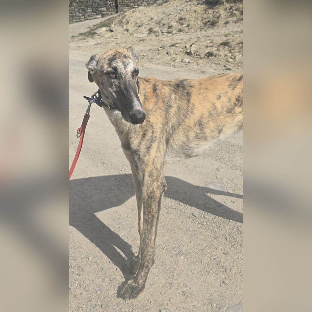 Hellbraun-gestromter Rüde, stehend, linke Seite, Kopf und Blick nach hinten links