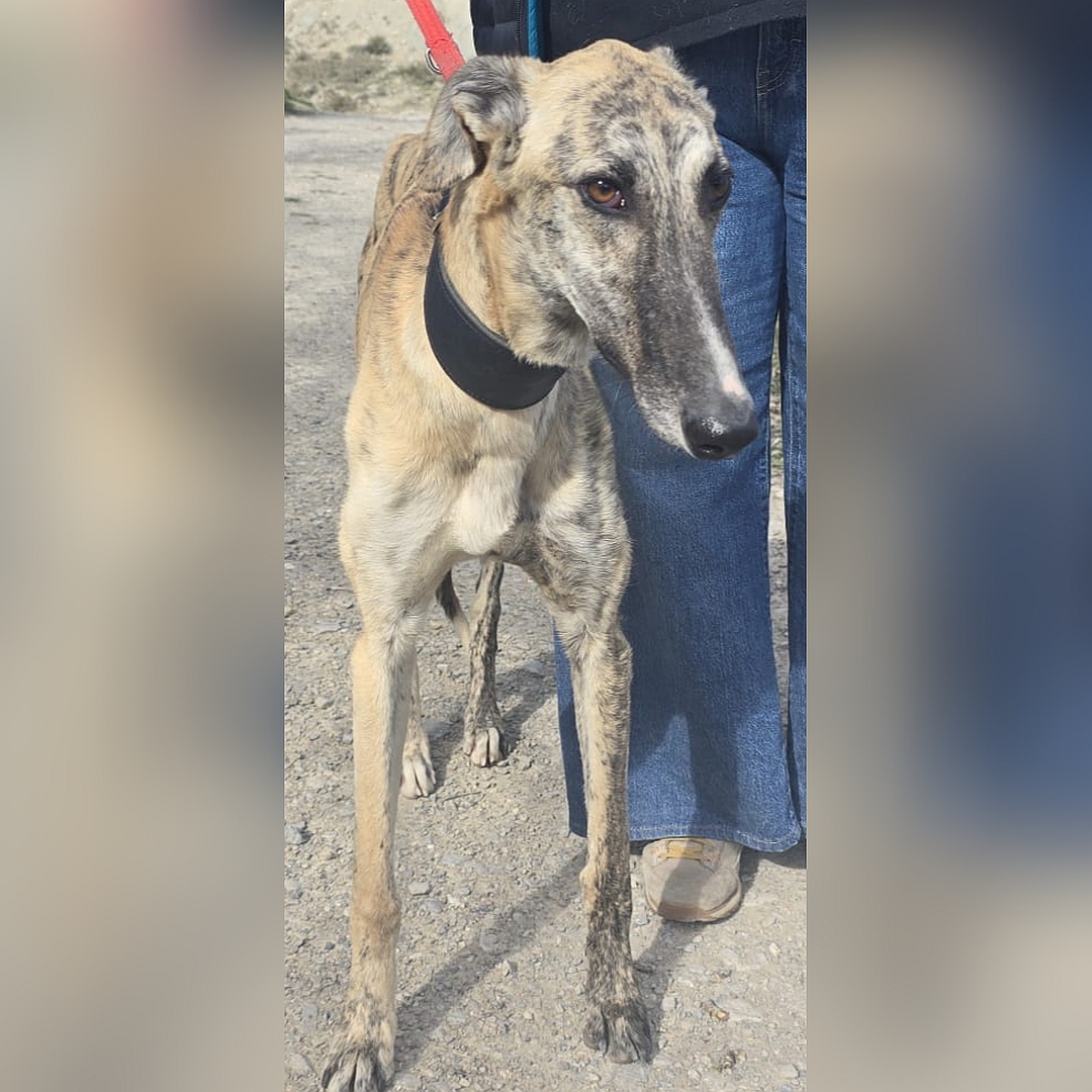 Hellbraun-gestromter Rüde, stehend, von vorn, Kopf und Blick leicht nach links unten