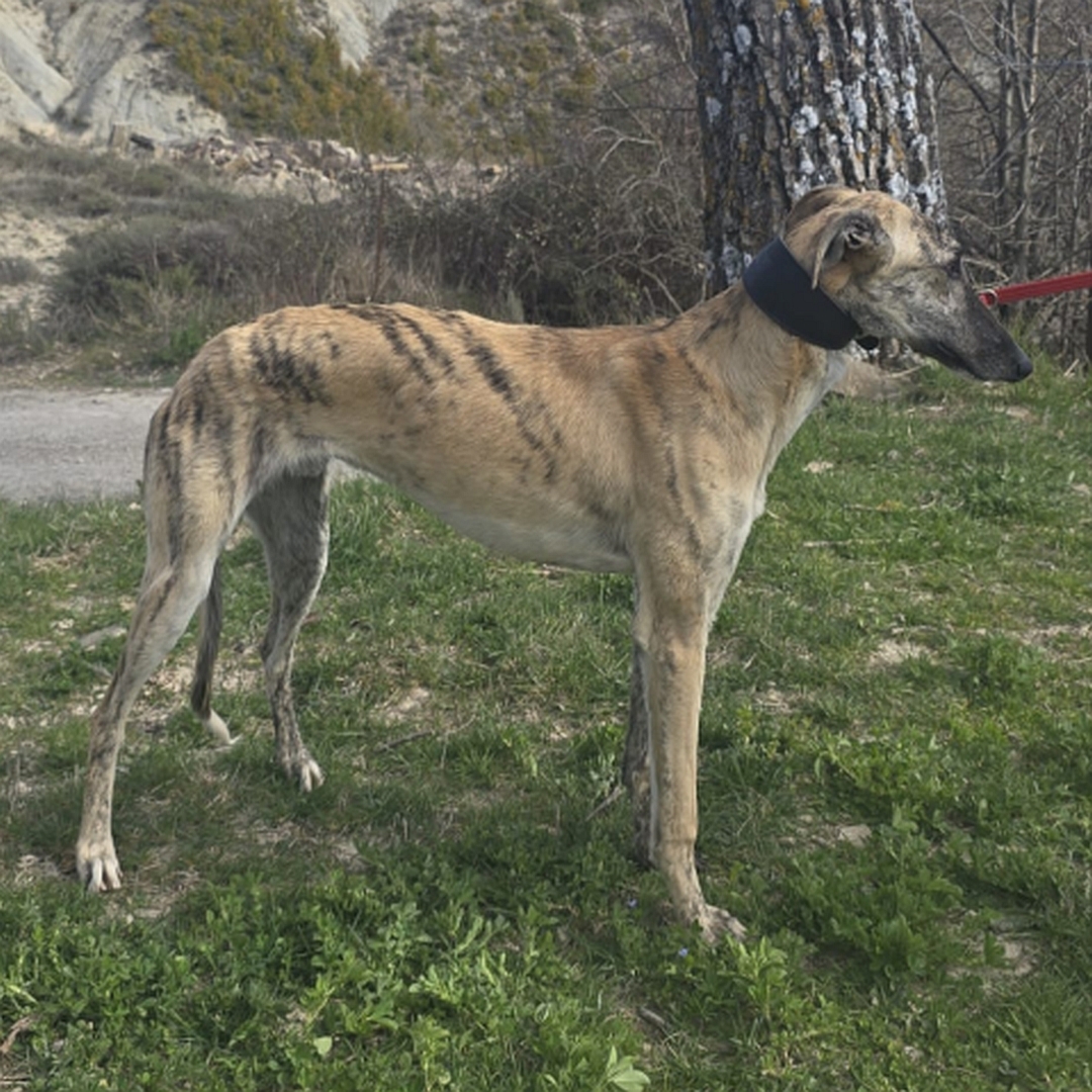 Hellbraun-gestromter Rüde, stehend, rechte Seite, Kopf und Blick geradeaus