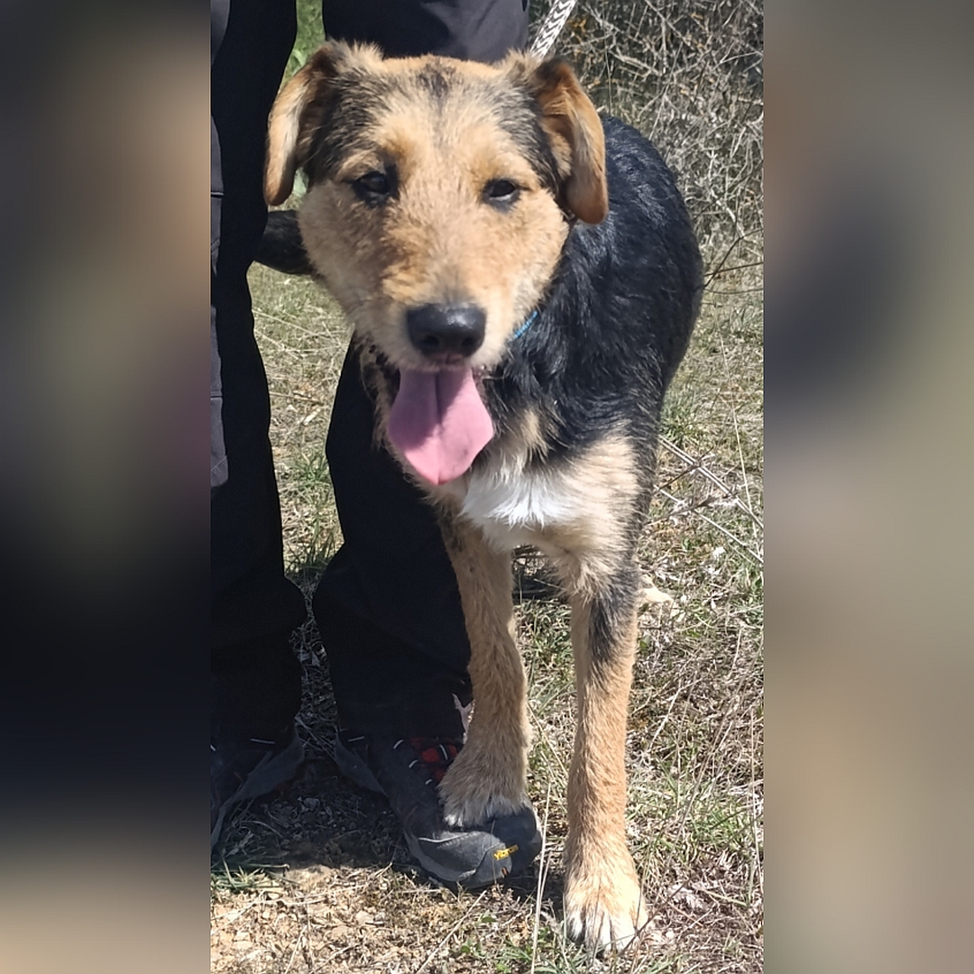 Schwarz-braun-weißer Rüde, stehend, von vorn, Kopf und Blick geradeaus