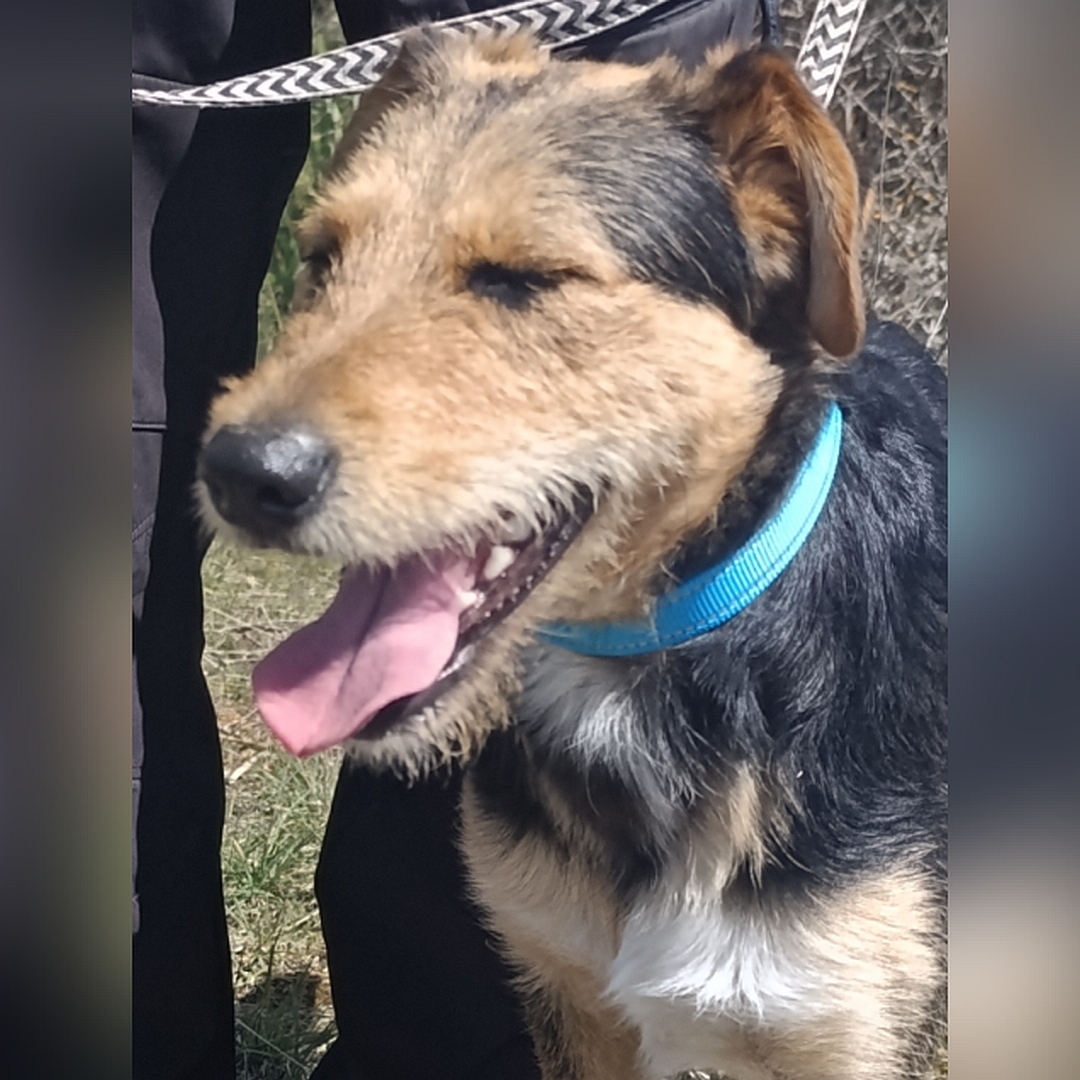 Schwarz-braun-weißer Rüde, Portrait, von vorn, Kopf und Blick nach rechts