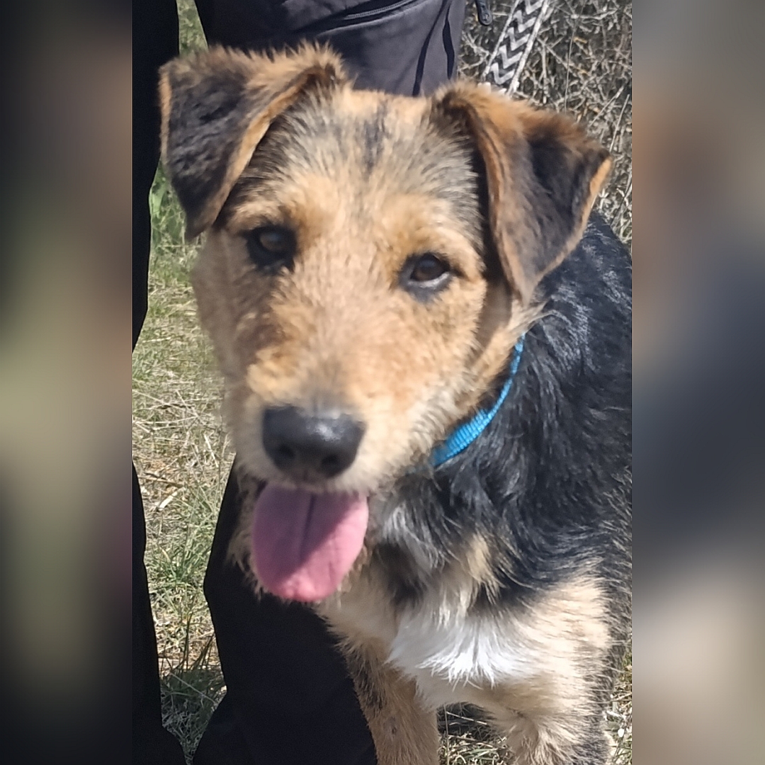 Schwarz-braun-weißer Rüde, Portrait, von vorn, Blick in Kamera