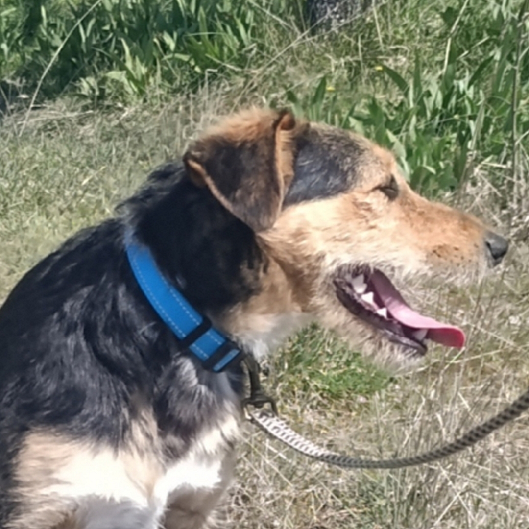 Schwarz-braun-weißer Rüde, Portrait, rechte Seite, Kopf und Blick geradeaus