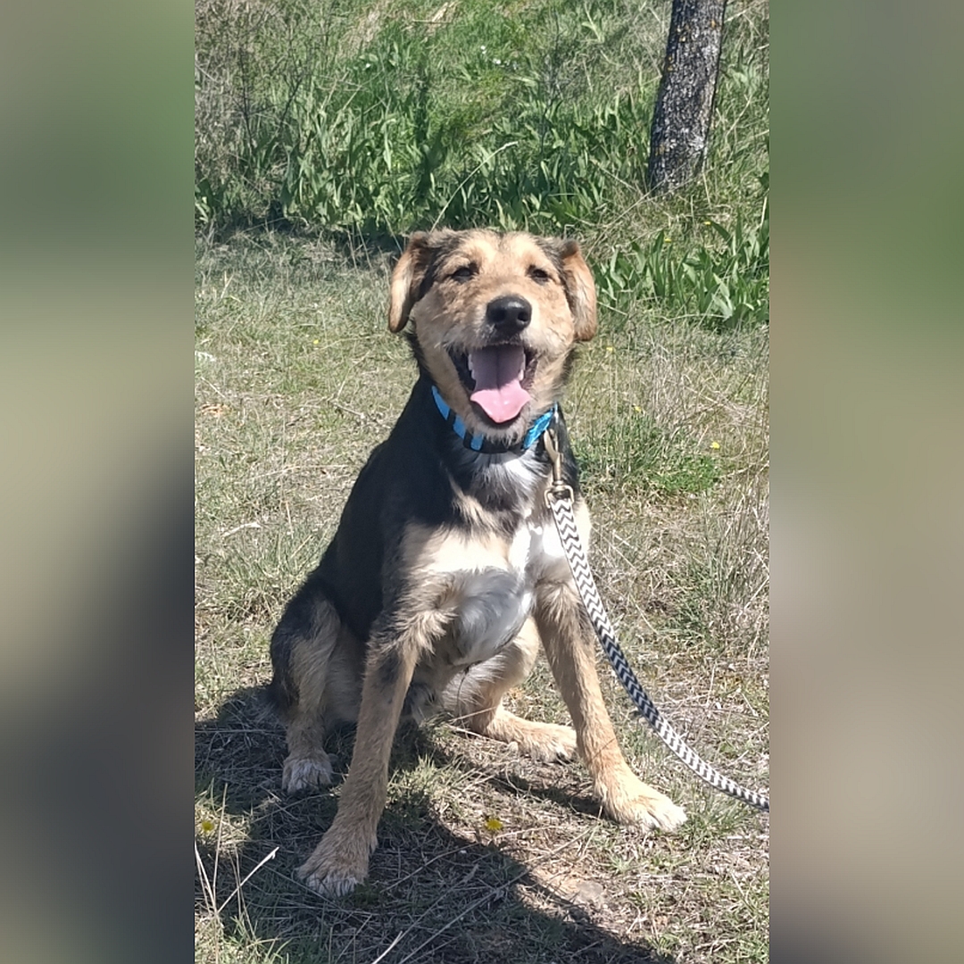 Schwarz-braun-weißer Rüde, sitzend, von vorn, Kopf und Blick in kamera