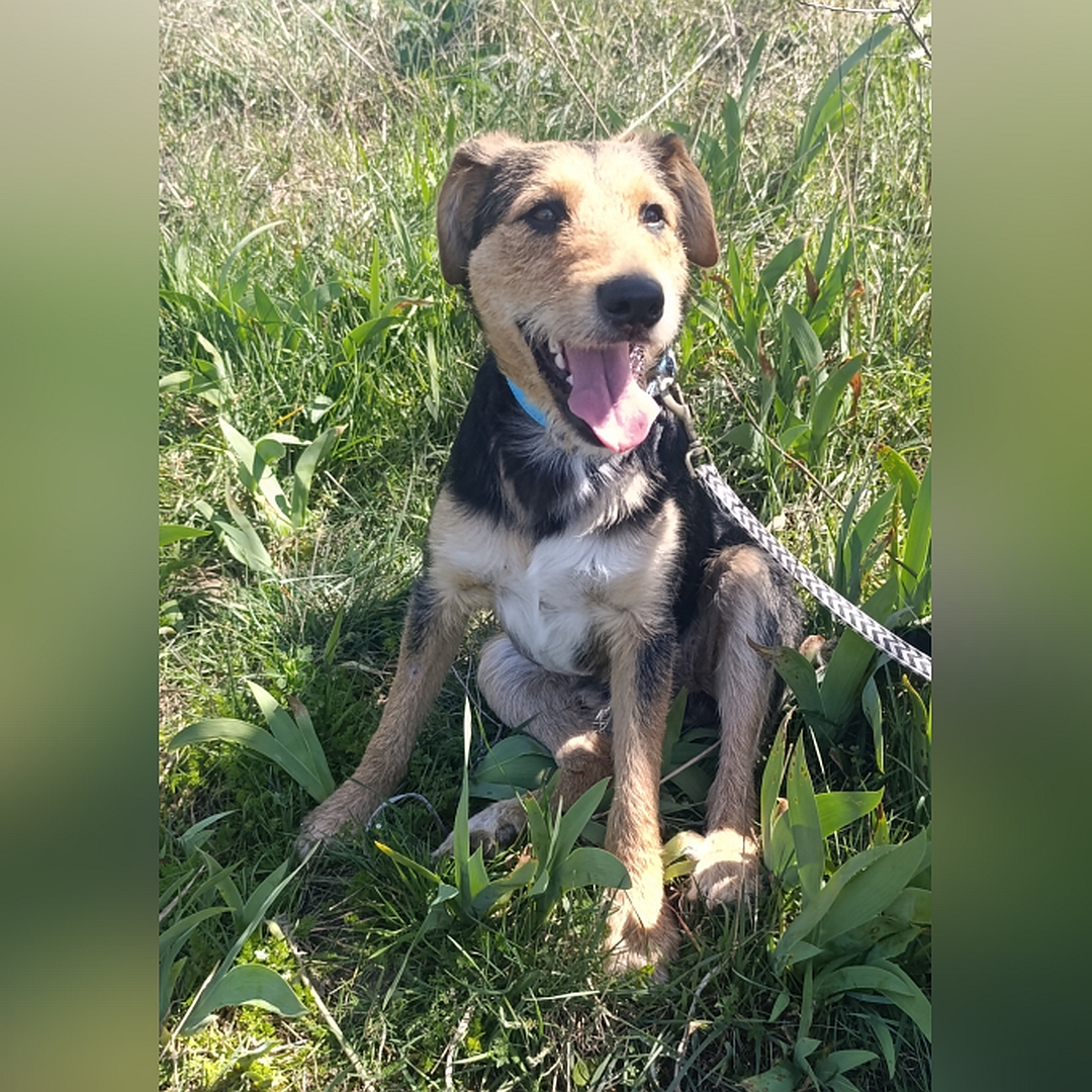 Schwarz-braun-weißer Rüde, sitzend, von vorn, Kopf und Blick leicht nach links