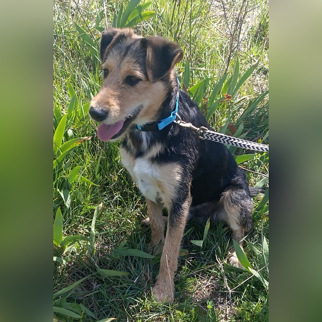 Schwarz-braun-weißer Rüde, sitzend, linke Seite, Kopf und Blick geradeaus