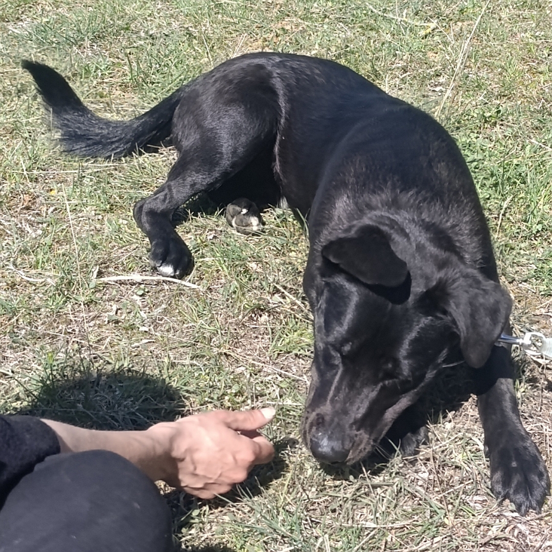 Schwarzer Rüde, liegend, von oben, Kopf und Blick leicht nach rechts zu der Hand einer Person