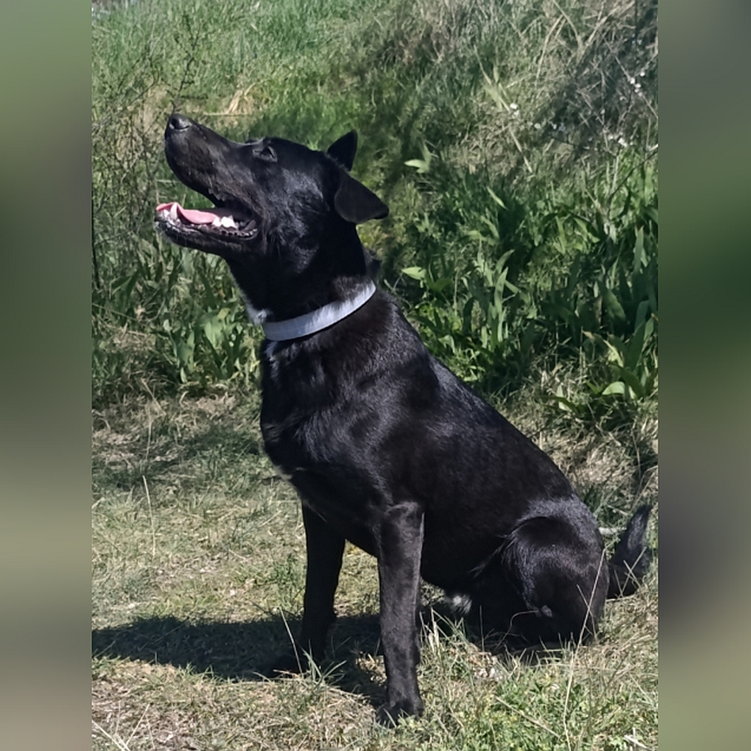Schwarzer Rüde, sitzend, linke Seite, Kopf und Blick nach oben zu einer Person