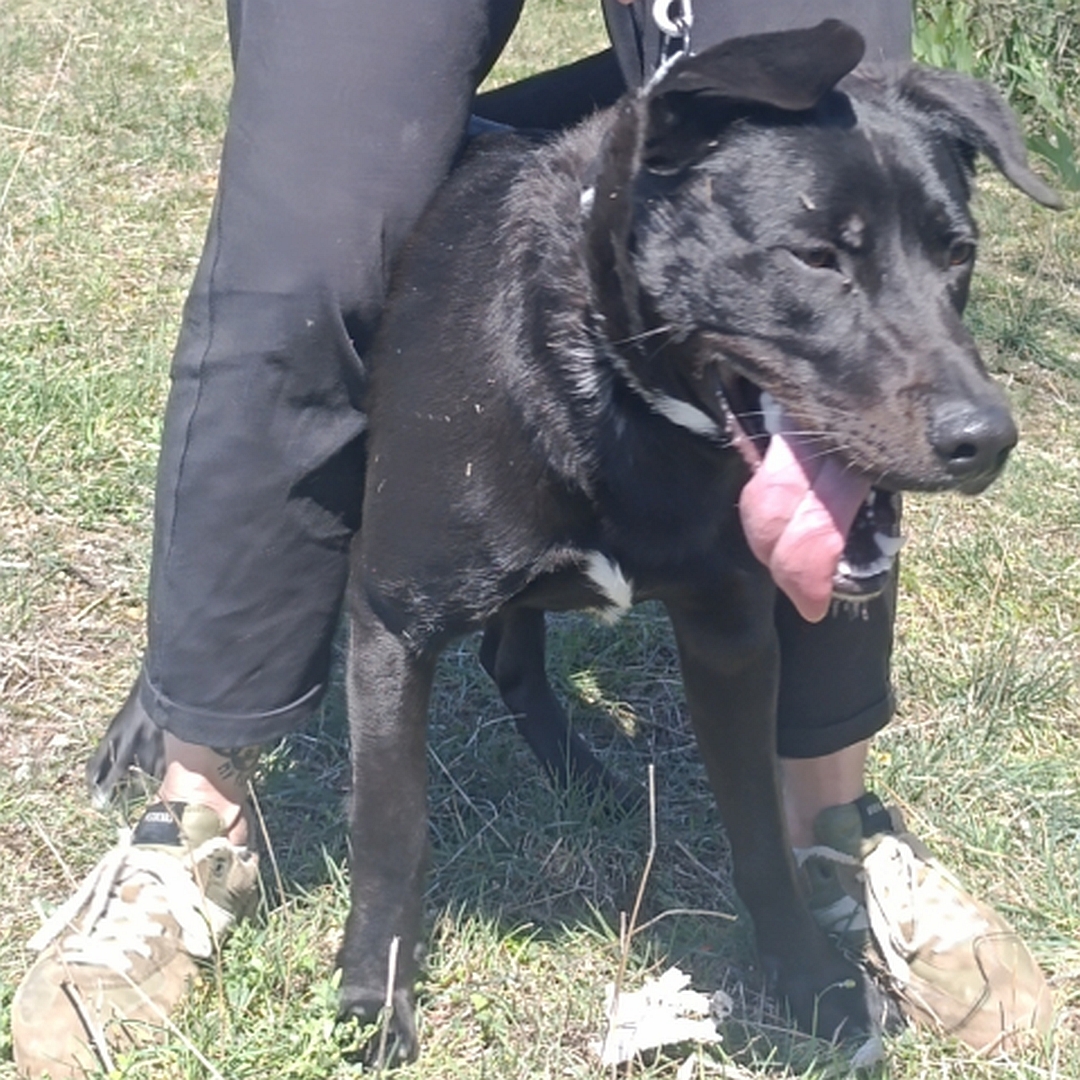 Schwarzer Rüde, stehend, von vorn, Kopf und Blick nach links