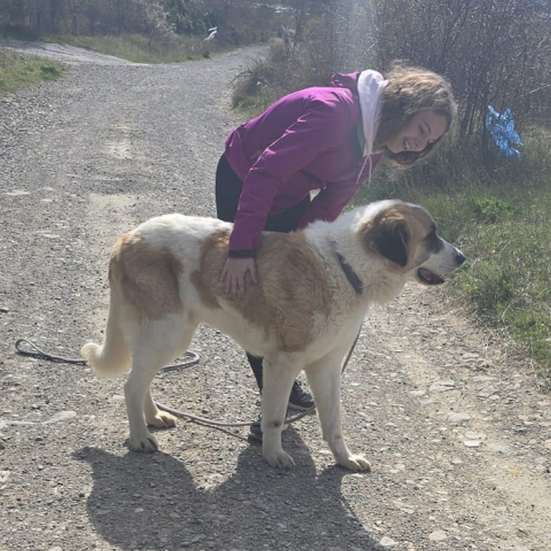 Weiß-hellbrauner Rüde, stehend, rechte Seite, Kopf und Blick geradeaus, dahinter eine Person, die ihn streichelt