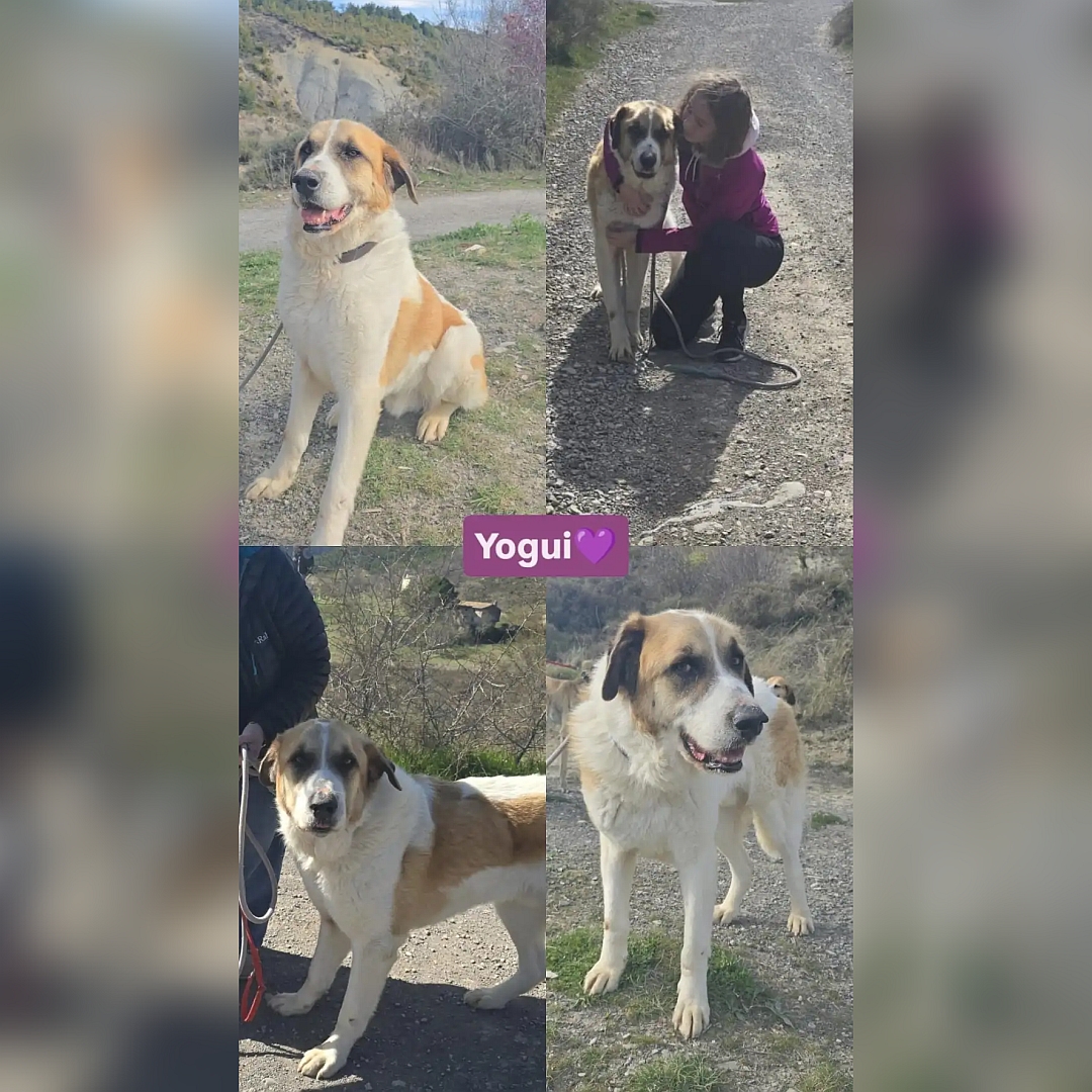 Weiß-hellbrauner Rüde, Collage aller Fotos