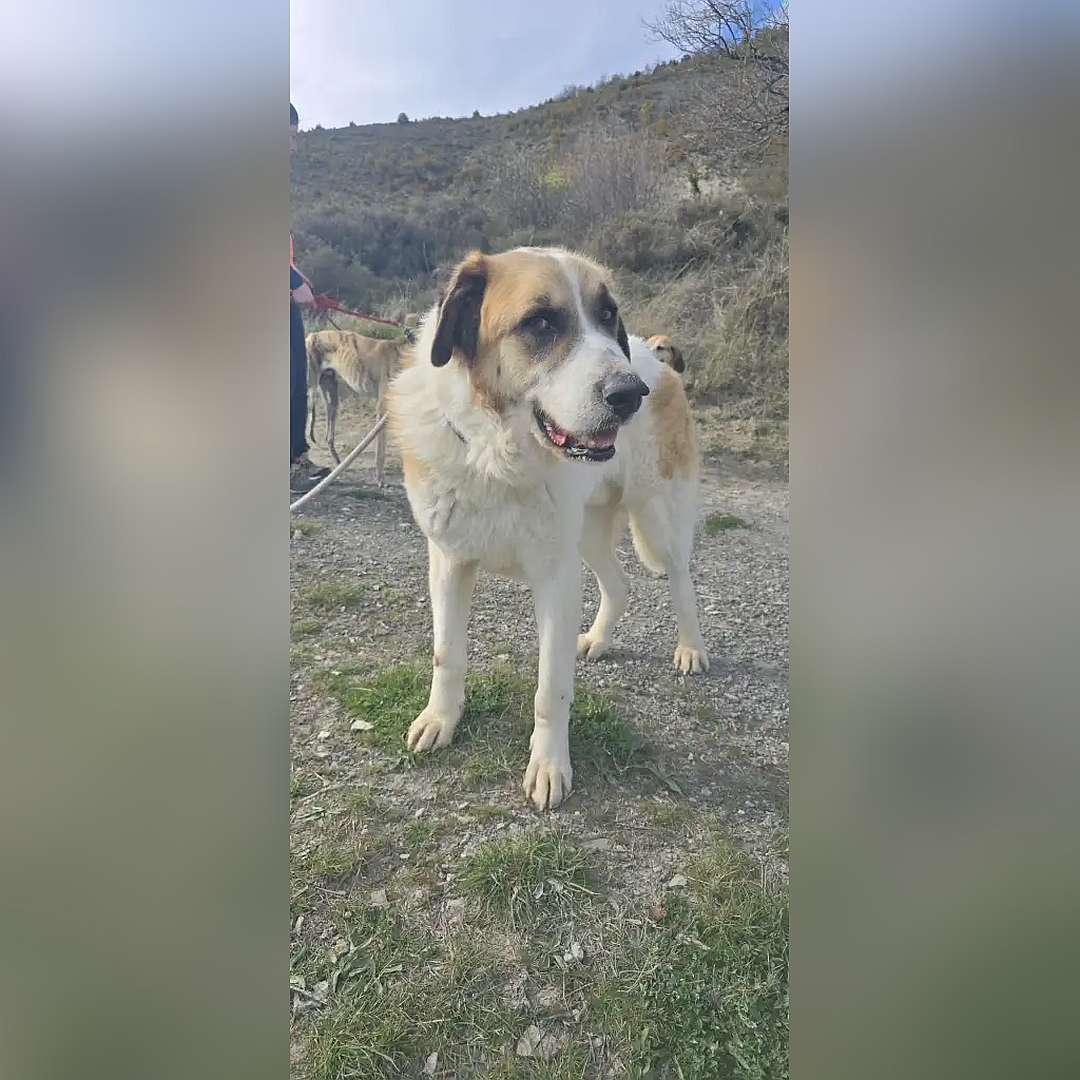 Weiß-hellbrauner Rüde, stehend, von vorn, Kopf leicht nach links, Blick nach rechts in Kamera