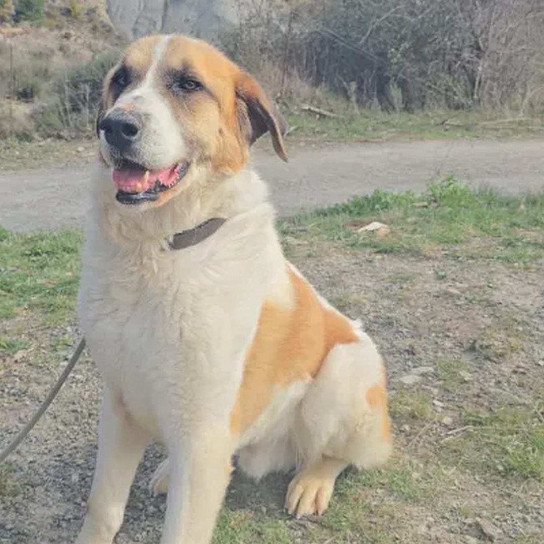 Weiß-hellbrauner Rüde, sitzend, von eher links vorn, Kopf und Blick geradeaus