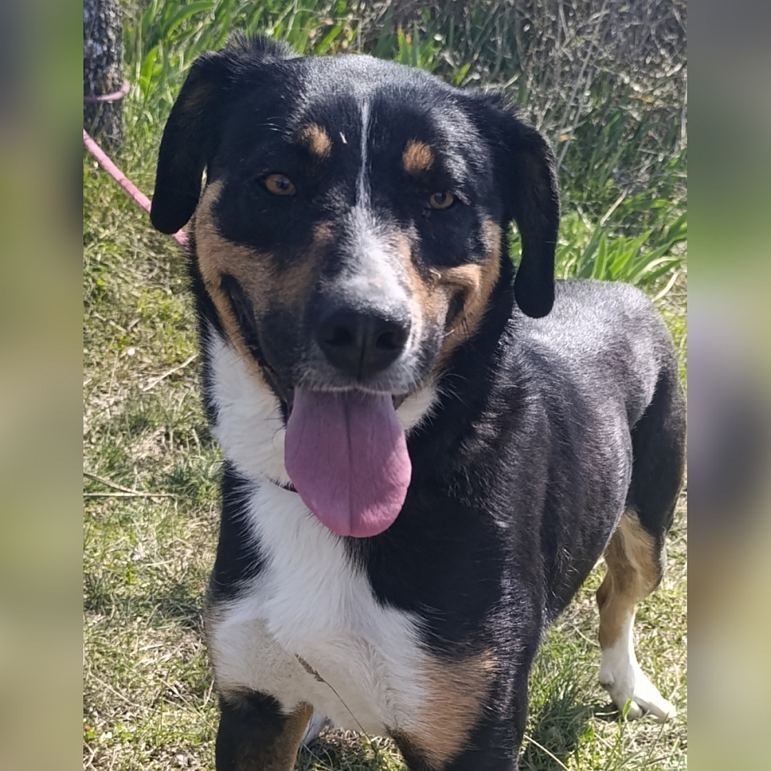 Schwarz-braun-weiße Hündin, stehend, von vorn, Kopf und Blick in Kamera