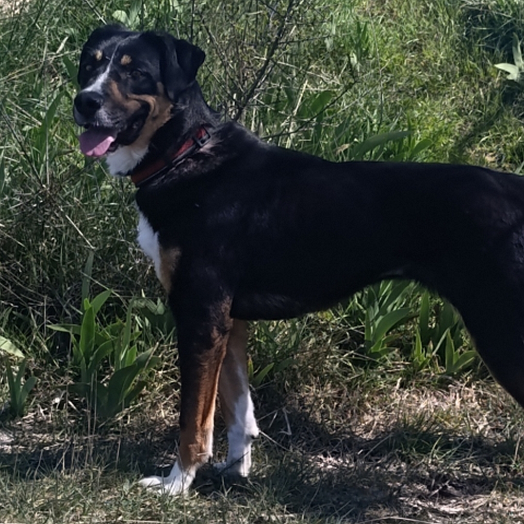 Schwarz-braun-weiße Hündin, stehend, linke Seite, Kopf und Blick leicht nach links