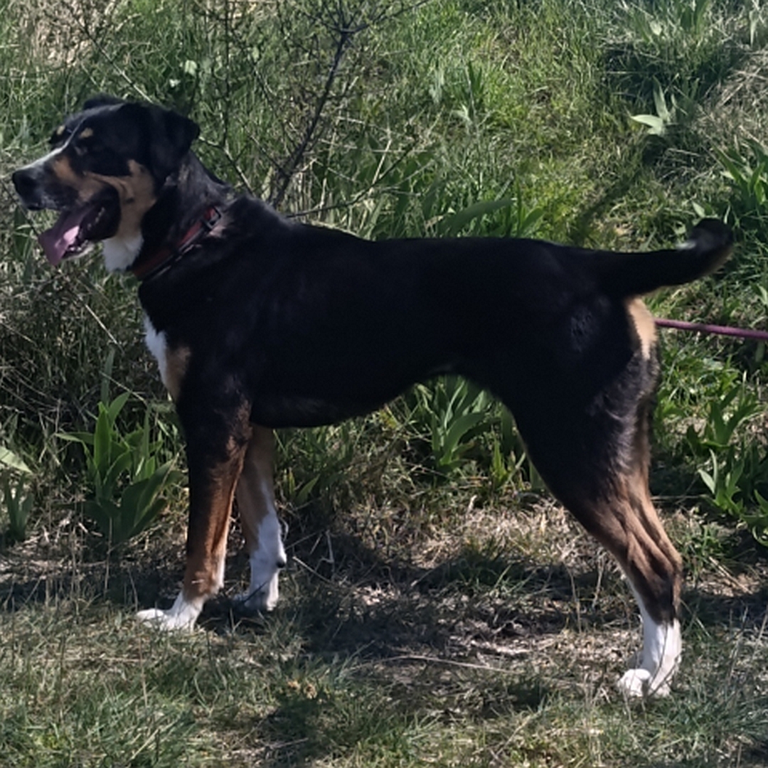 Schwarz-braun-weiße Hündin, stehend, linke Seite, Kopf und Blick leicht nach links