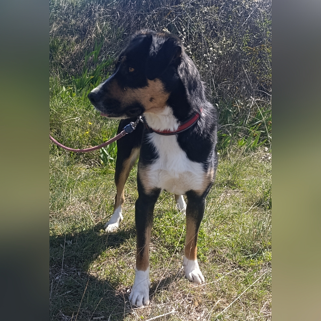 Schwarz-braun-weiße Hündin, stehend, von vorn, Kopf und Blick nach rechts