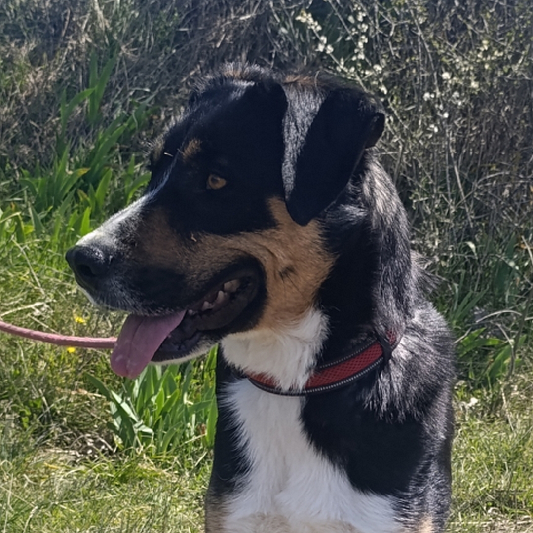 Schwarz-braun-weiße Hündin, Portrait, von vorn, Kopf und Blick nach rechts