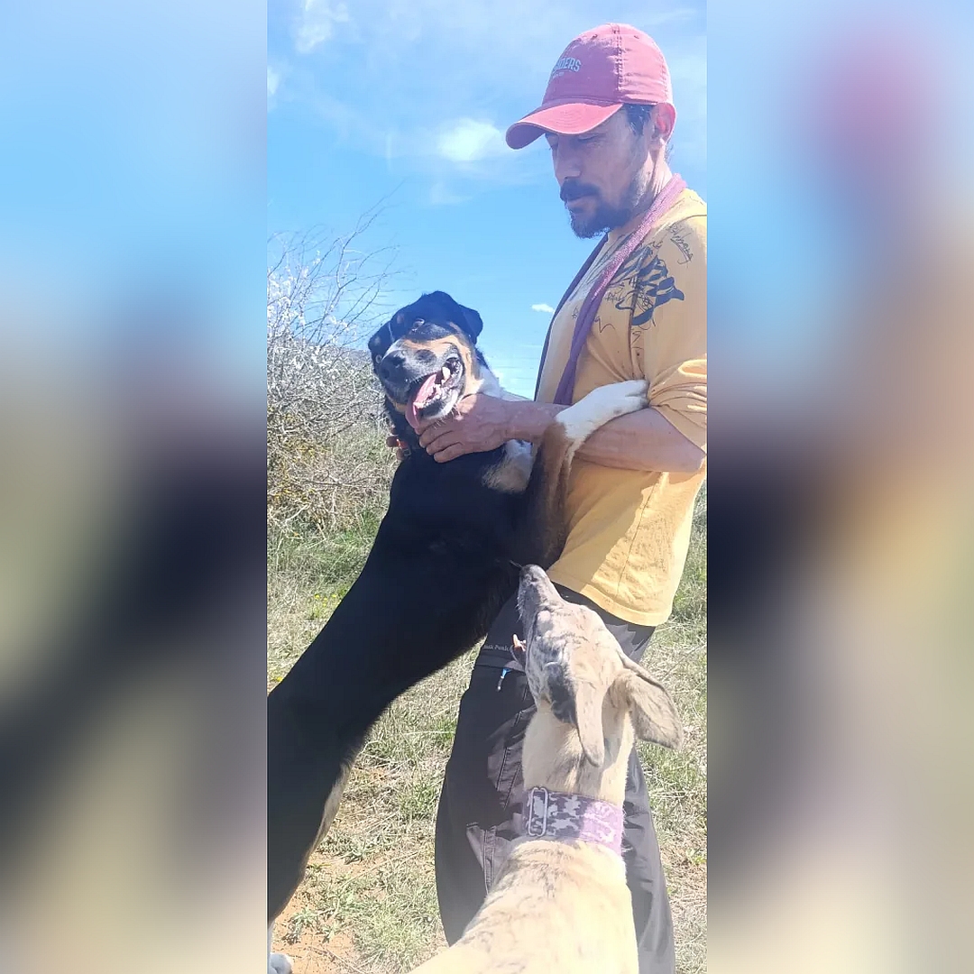 Schwarz-braun-weiße Hündin, auf zwei Beinen angelehnt an Person stehend, rechte Seite, Portrait,  Kopf und Blick nach rechts hinten