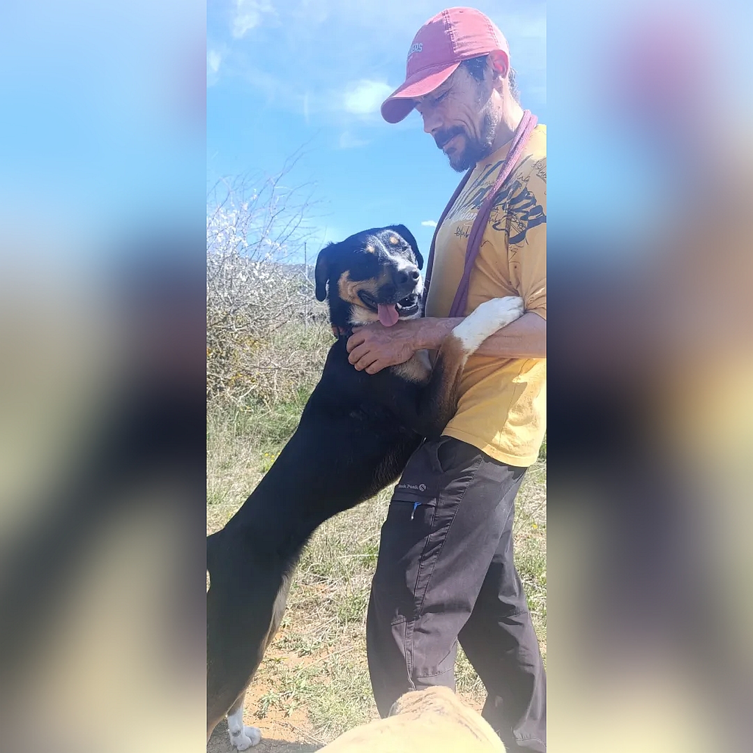 Schwarz-braun-weiße Hündin, auf zwei Beinen angelehnt an Person stehend, rechte Seite, Portrait,  Kopf und Blick nach rechts 