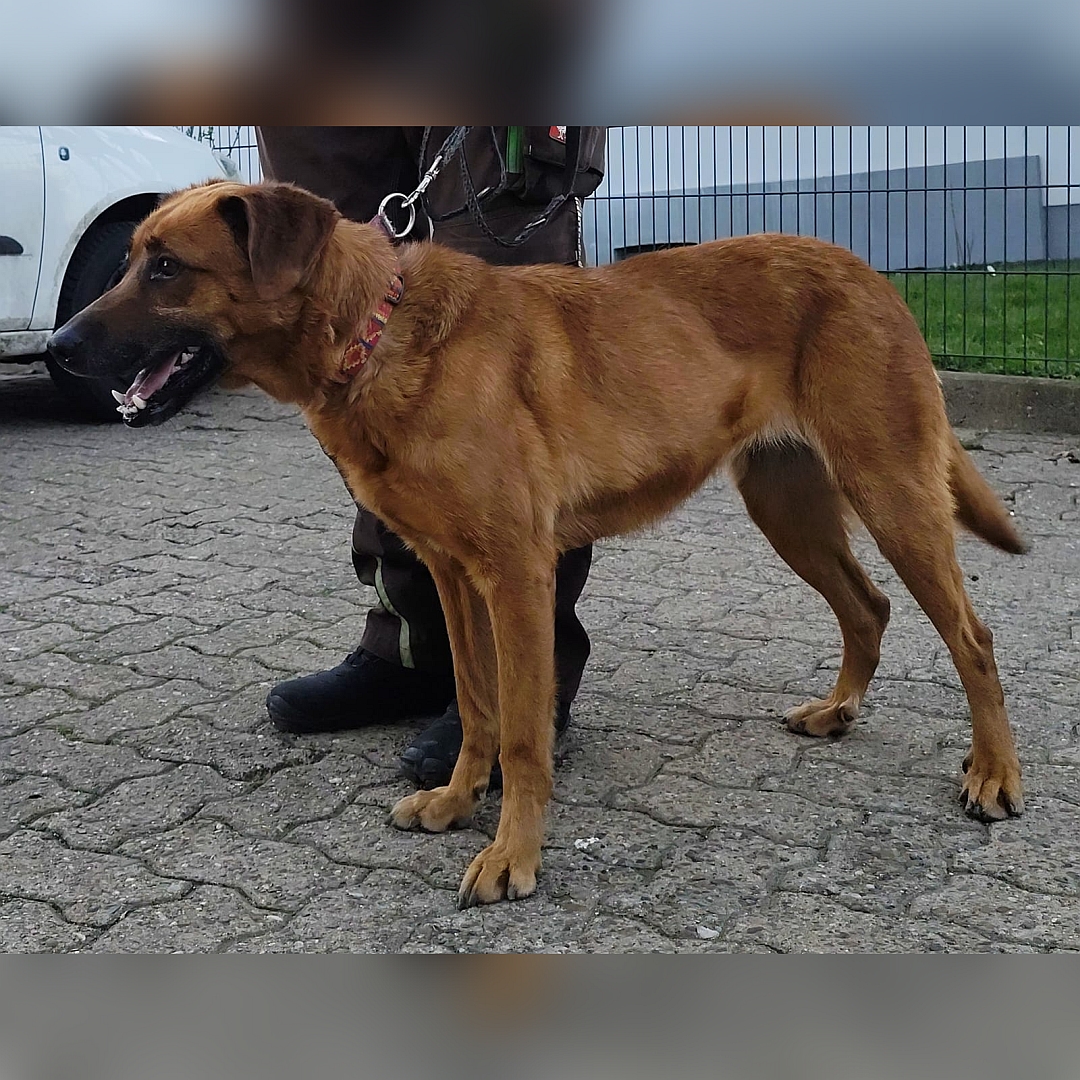Hellbraune Hündin, stehend, rechte Seite, Kopf und Blick geradeaus