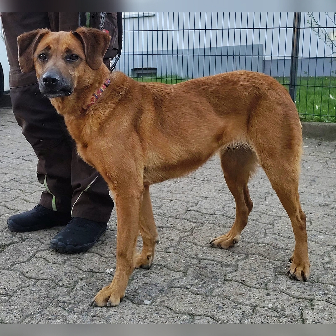 Hellbraune Hündin, stehend, rechte Seite, Kopf und Blick nach links in Kamera