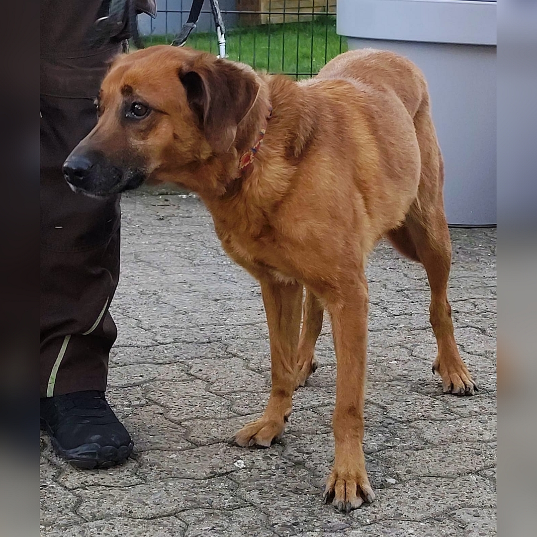 Hellbraune Hündin, stehend, von vorn, Kopf und Blick leicht nach rechts