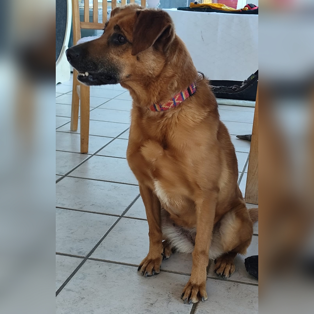 Hellbraune Hündin, sitzend, von vorn, Kopf und Blick nach rechts