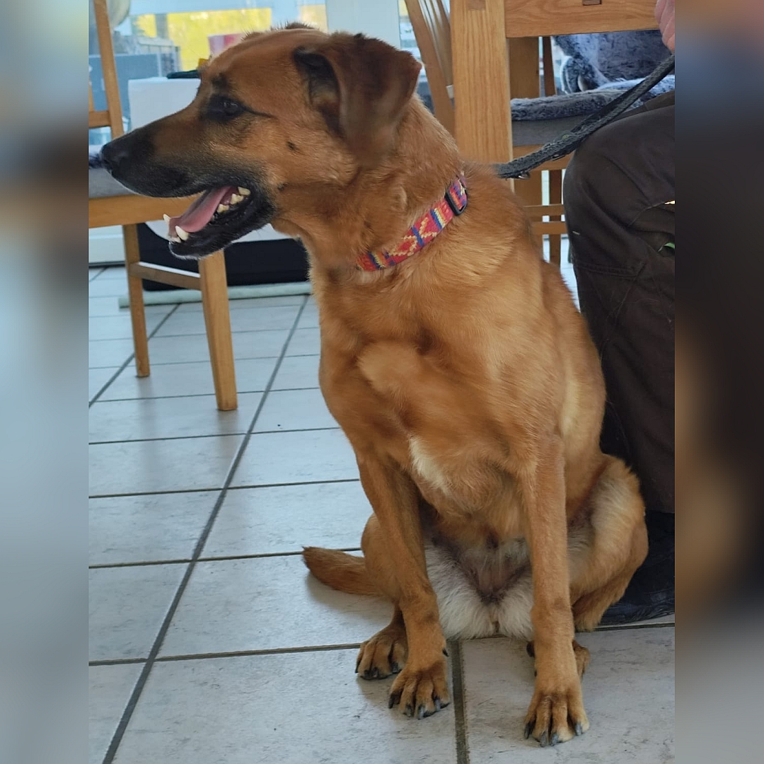 Hellbraune Hündin, sitzend, von vorn, Kopf und Blick nach rechts