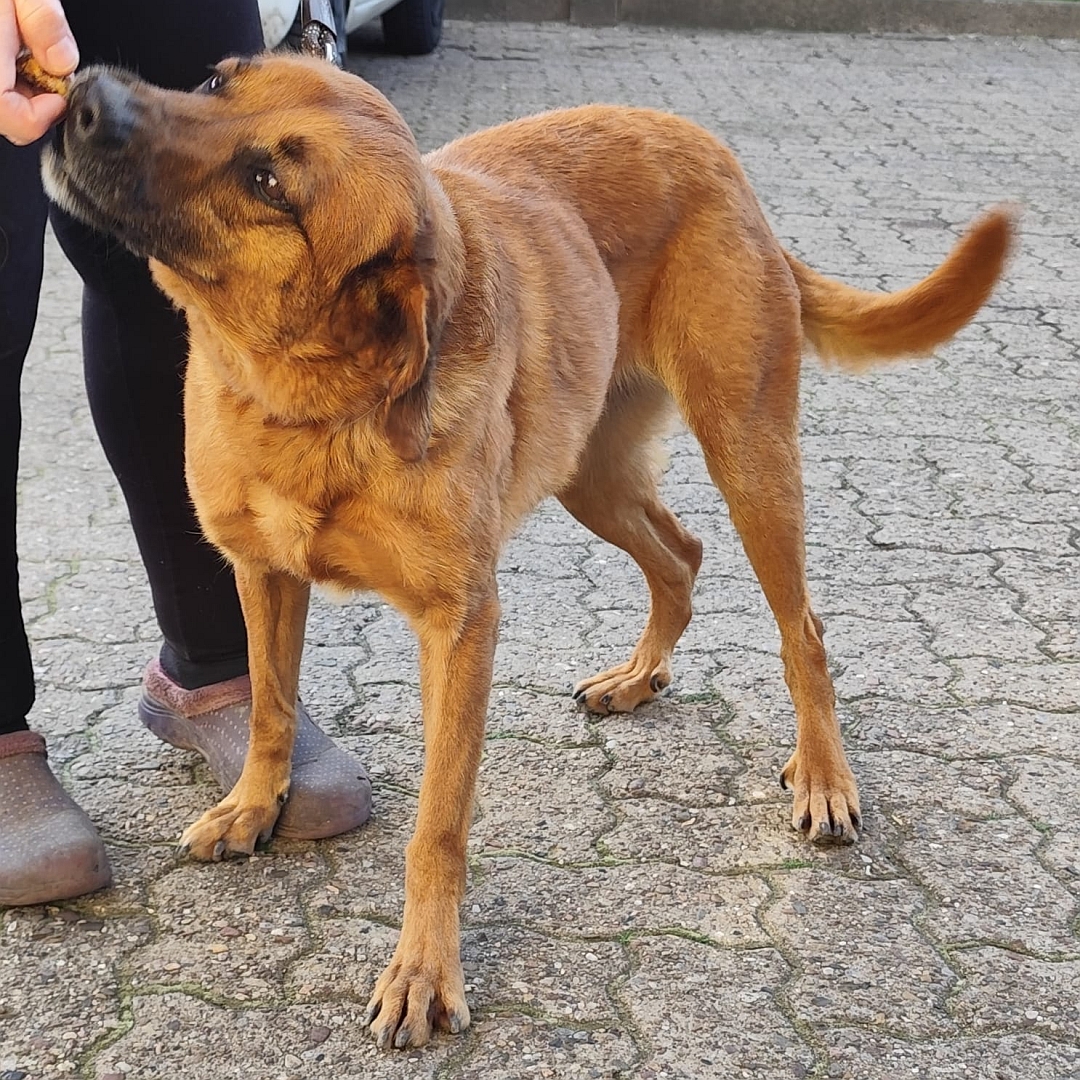 Hellbraune Hündin, stehend, von eher rechts vorn, Kopf und Blick nach rechts oben zu einer Person, nimmt Leckerchen aus der Hand