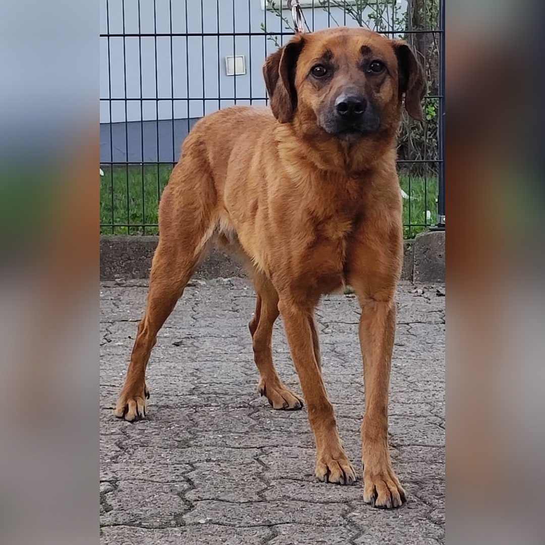 Hellbraune Hündin, stehend, von vorn, Kopf und Blick in Kamera