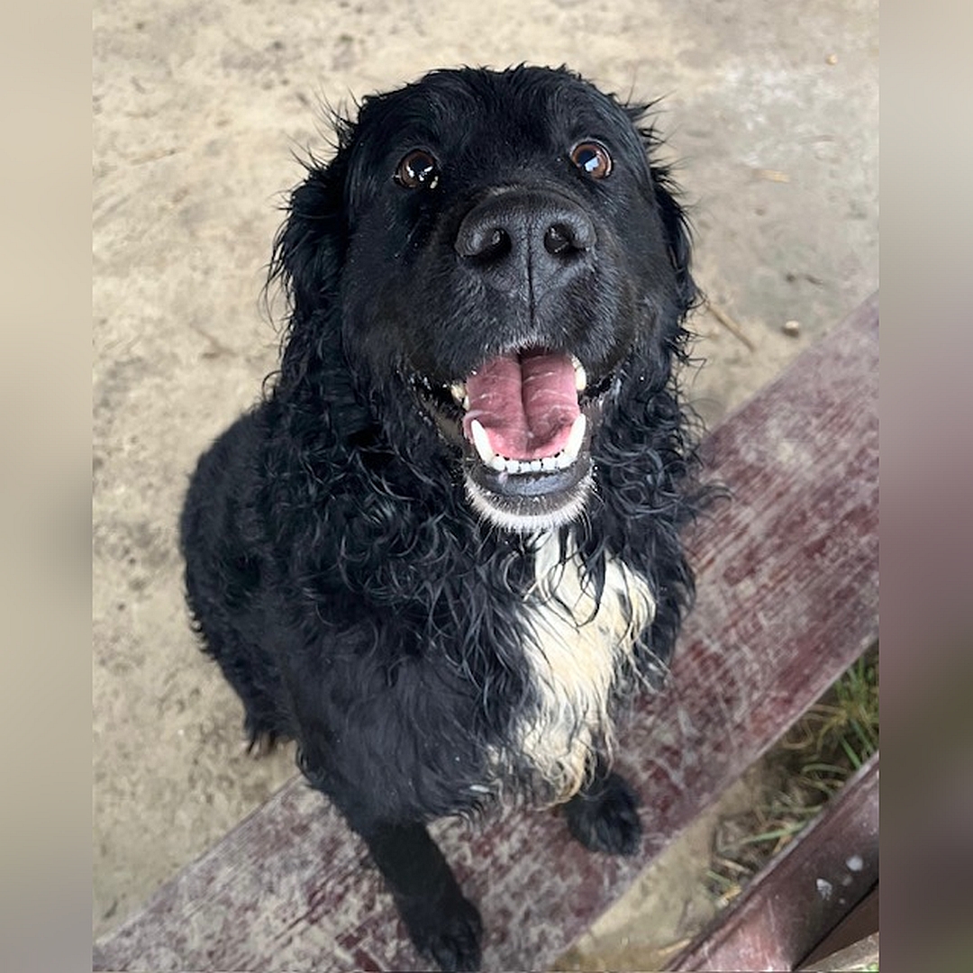 Schwarzer Rüde, weißer Brustfleck, sitzend, von vorn oben, Blick nach oben in Kamera