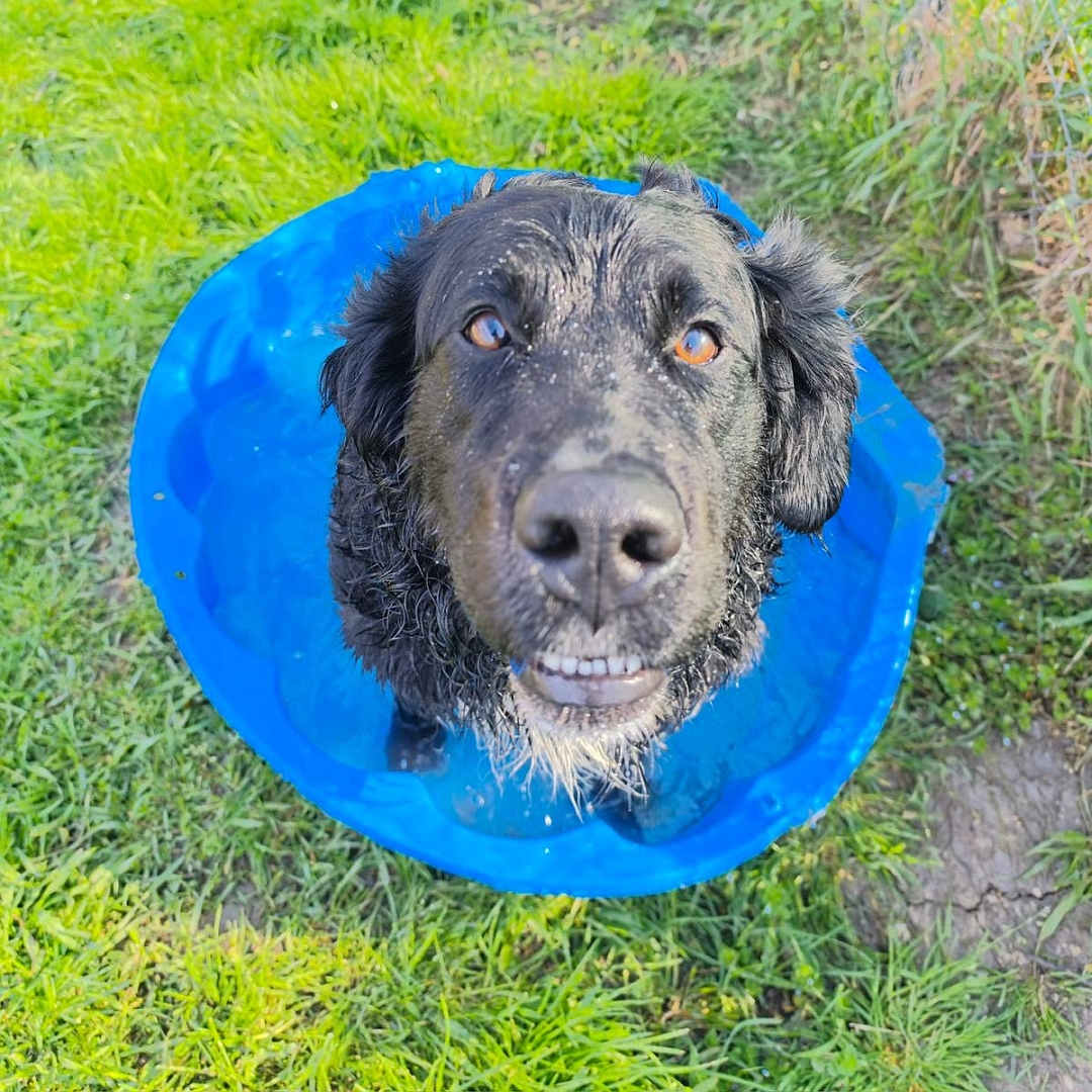 Schwarzer Rüde, weißer Brustfleck, in Wassermuschel sitzend, Portrait von oben, Blick nach oben in Kamera