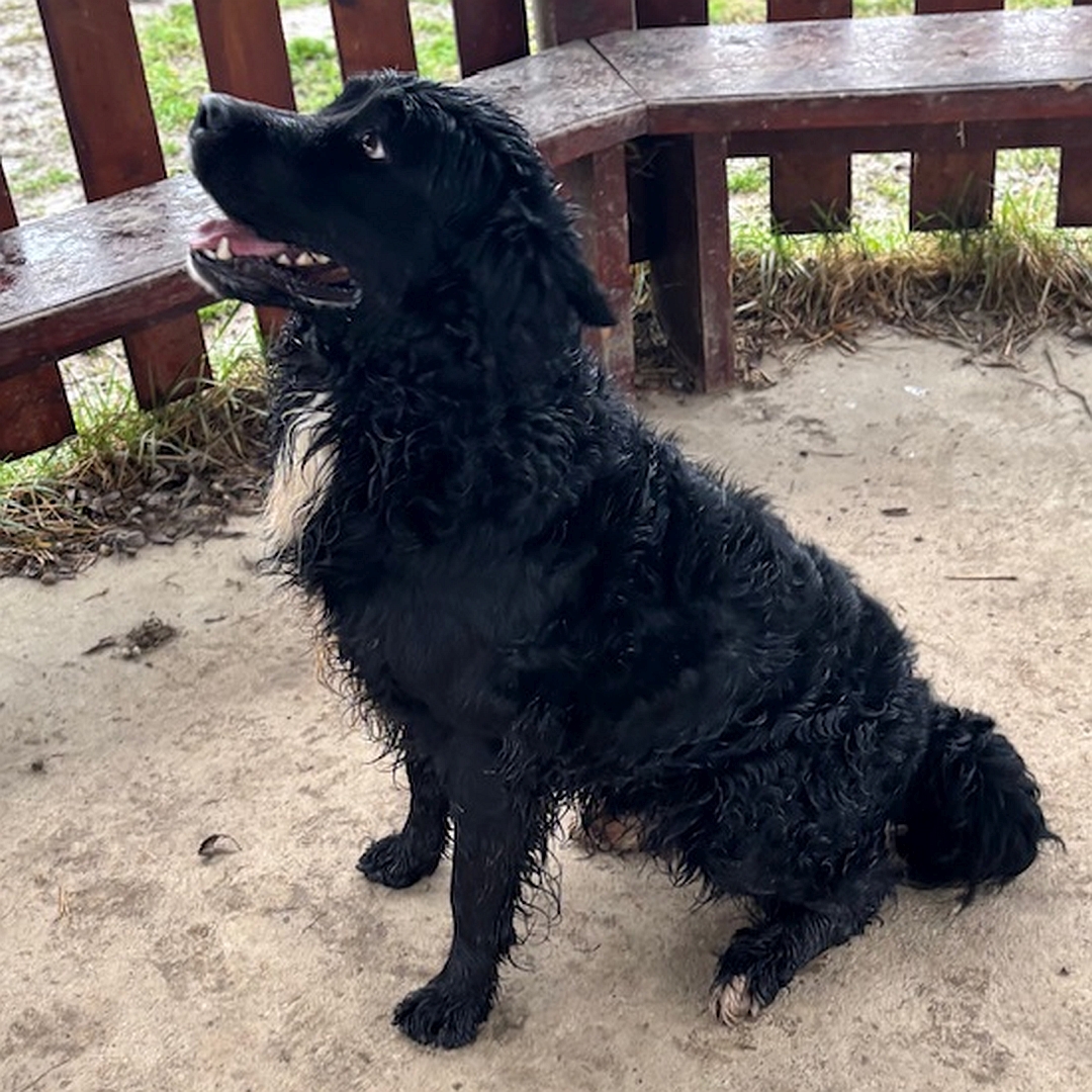 Schwarzer Rüde, weißer Brustfleck, sitzend, linke Seite, Blick nach oben zu einer Person