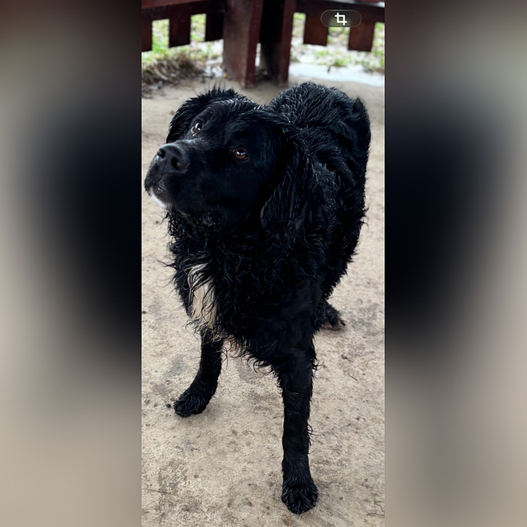 Schwarzer Rüde, weißer Brustfleck, stehend, von vorn oben, Blick nach rechts oben zu einer Person