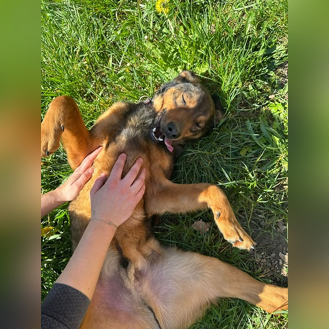 Brauner Rüde, auf dem Rücken liegend, von oben, wird gekrault, Augen genussvoll geschlossen