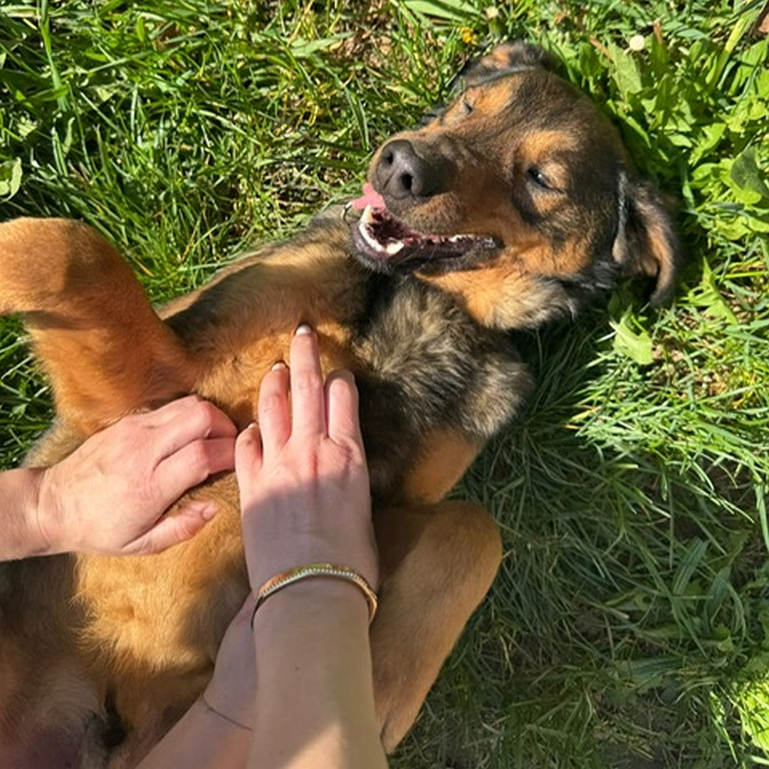 Brauner Rüde, auf dem Rücken liegend, von oben, wird gekrault, Augen genussvoll halb geschlossen