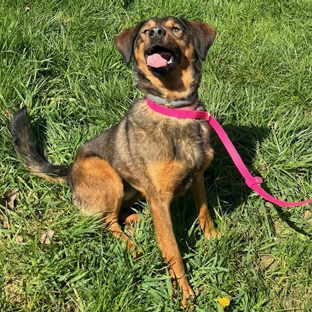 Brauner Rüde, sitzend, von vorn oben, Blick in Kamera