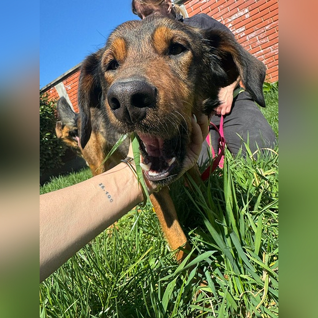 Brauner Rüde, sitzend, von vorn, Portrait, Blick geradeaus