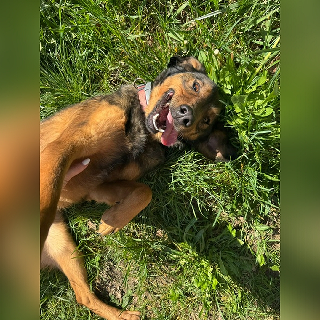 Brauner Rüde, auf dem Rücken liegend, von oben, Kopf und Blick in Kamera