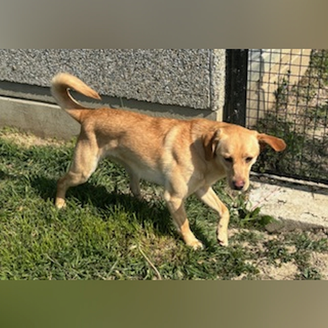 Hell-beige Hündin, gehend, rechte Seite, Kopf und Blick leicht nach rechts unten